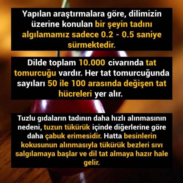 İnsan Vücudu