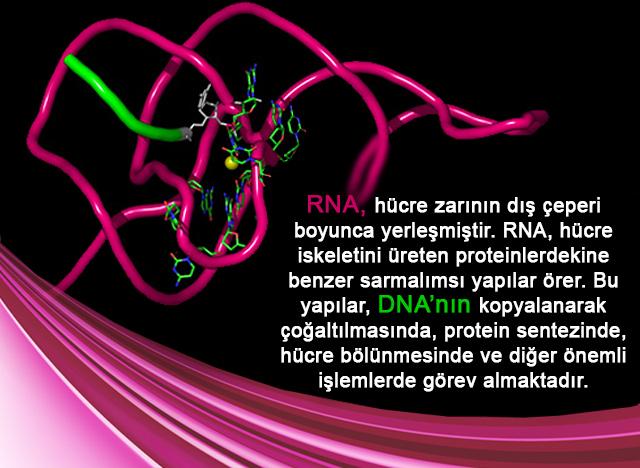 RNA, hücre zarının dış çeperi boyunca yerleşmiştir. 