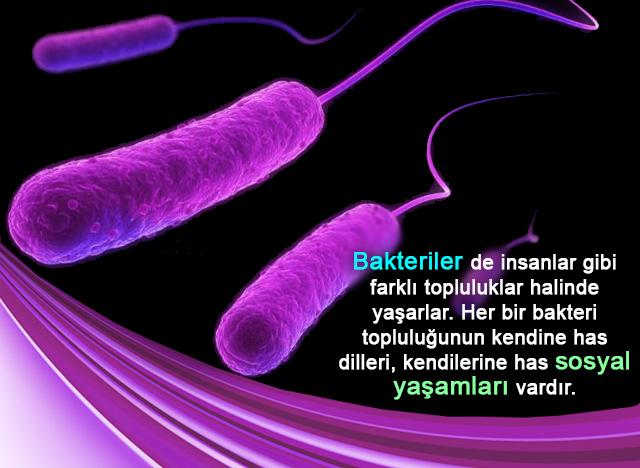 Bakteriler de insanlar gibi farklı topluluklar halinde yaşarlar. 