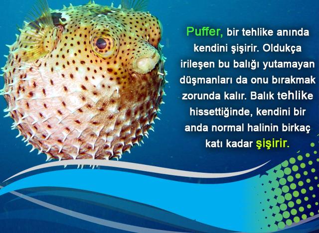 Puffer, bir tehlike anında kendini şişirir.