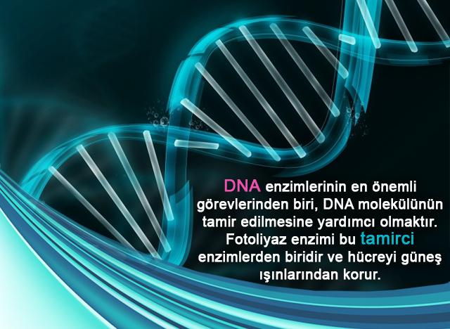 DNA enzimlerinin en önemli görevlerinden biri, DNA molekülünün tamir edilmesine yardımcı olmaktır.