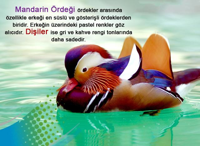 Mandarin Ördeği, ördekler arasında özellikle erkeği en süslü ve gösterişli ördeklerden biridir. 