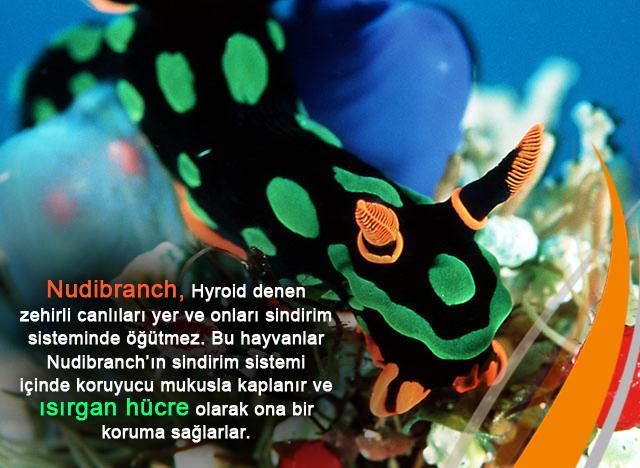 Nudibranch, Hyroid denen zehirli canlıları yer ve onları sindirim sisteminde öğütmez. 