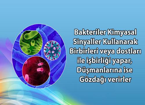 Bakteriler kimyasal sinyaller kullanırlar