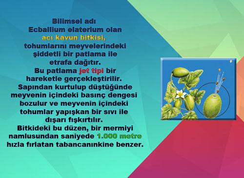 Bilimsel adı Ecballium elaterium olan Acı Kavun Bitkisi