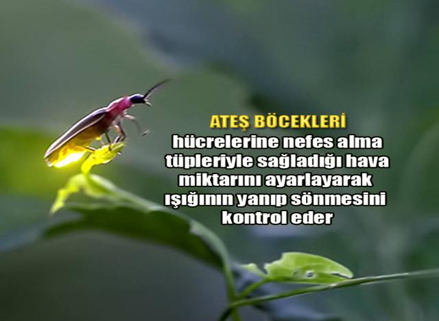 Ateş Böcekleri