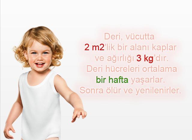 Deri, vücutta 2 m2'lik bir alanı kaplar ve ağırlığı 3 kg'dır. 