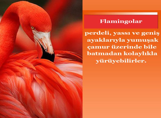 Flamingolar