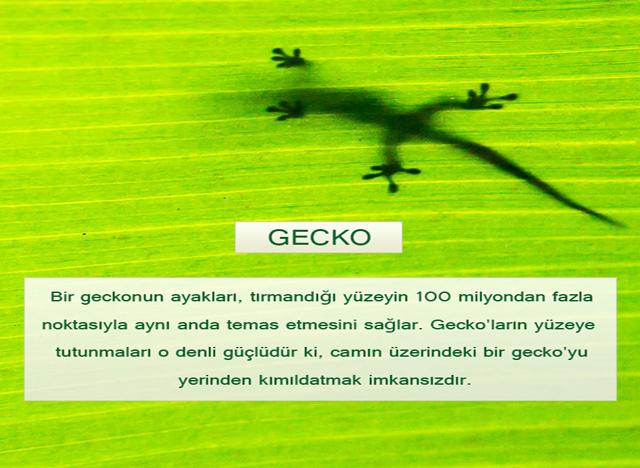 Gecko