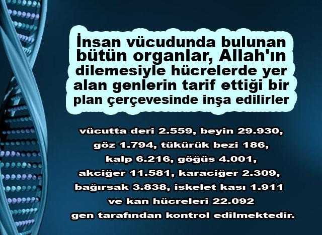 İnsan vücudunda bulunan bütün organlar, Allah'ın dilemesiyle hücrelerde yer alan genlerin tarif ettiği bir plan çerçevesinde inşa edilirler.