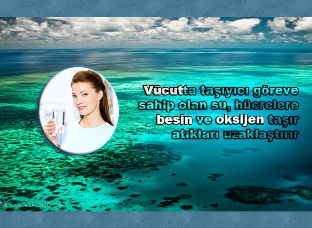 Vücutta taşıyıcı göreve sahip olan su,