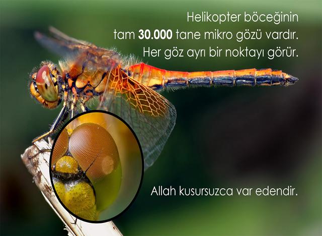 Helikopter böceğinin