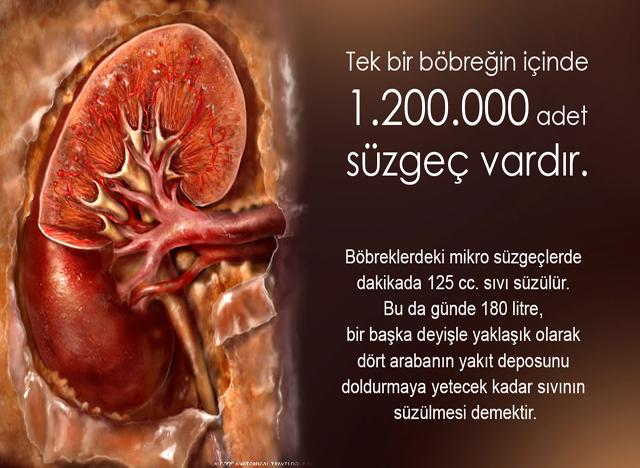 Tek bir böbreğin içinde 1.200.000 adet süzgeç vardır.