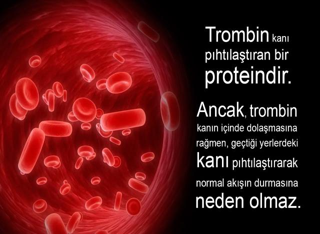 Trombon kanı pıhtılaştıran bir proteindir.