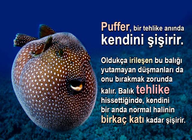 Puffer