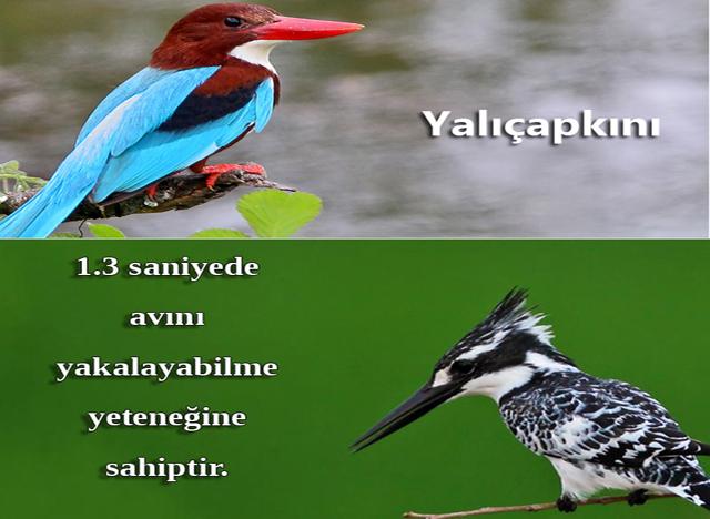 Yalıçapkını