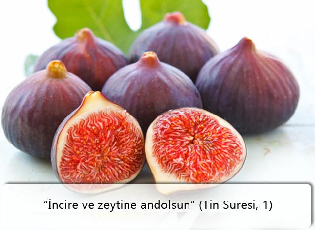 “İncire ve zeytine andolsun” (Tin Suresi, 1)Tin Suresi’nin birinci ayetinde Allah’ın incire “andolsun” şeklinde bildirmesi, bu meyvenin faydaları açısından son derece hikmetlidir.İncir herhangi bir meyve ya da sebzeye göre en yüksek lif içeriğine sahiptir. Kuru incirin içerdiği omega-3, omega-6 yağ asitleri ile fitosterol sayesinde kolesterolü düşürücü olarak da önem taşıdığı anlaşılmıştır ve sayısız faydası vardır.