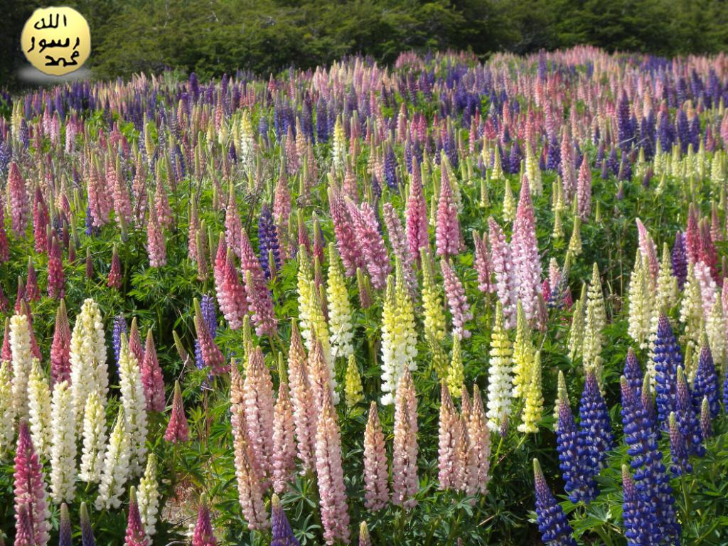 Lupin Tohumları Kendilerine En Uygun Zamanı Tam Olarak Bilir