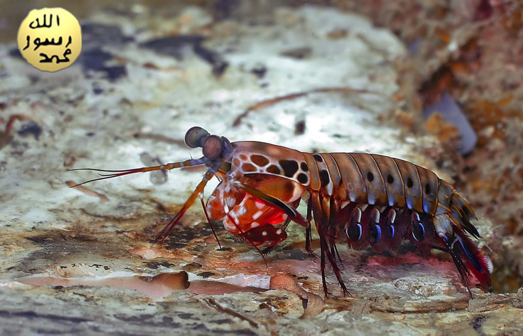 Mantis Karidesinin İletişimi