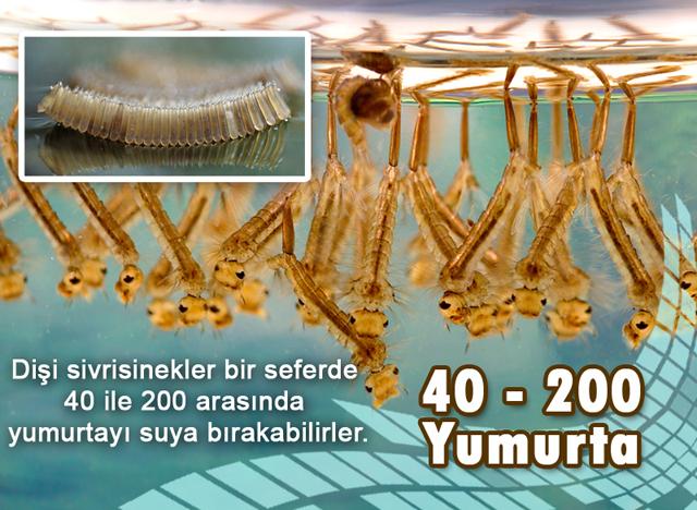 40-200 Yumurta