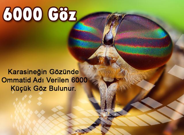 6000 Göz