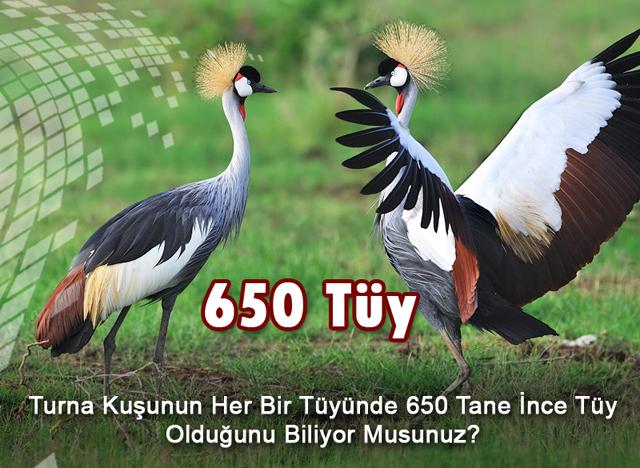 650 Tüy