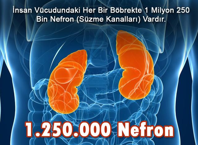 1.250.000 Nefron