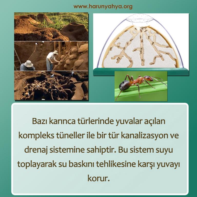 Karıncalar