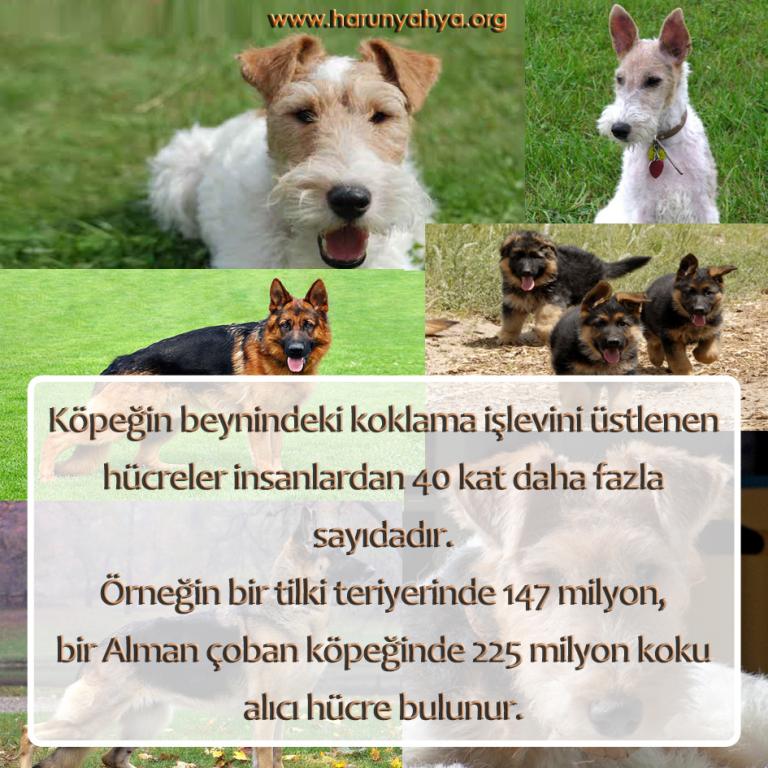 Köpek Burnu