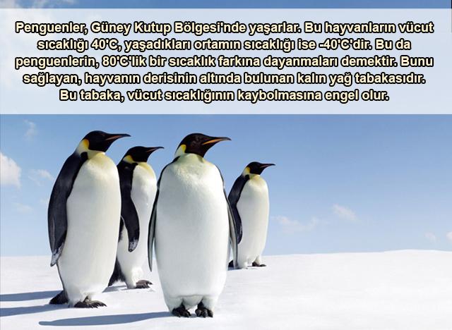 Penguenler