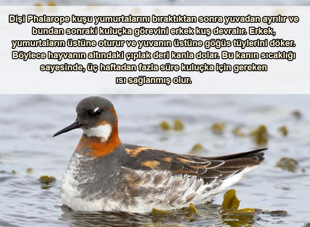 Phalarope Kuşu