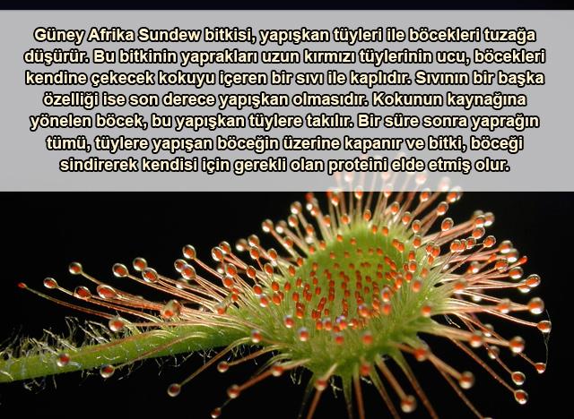 Sundew bitkisi