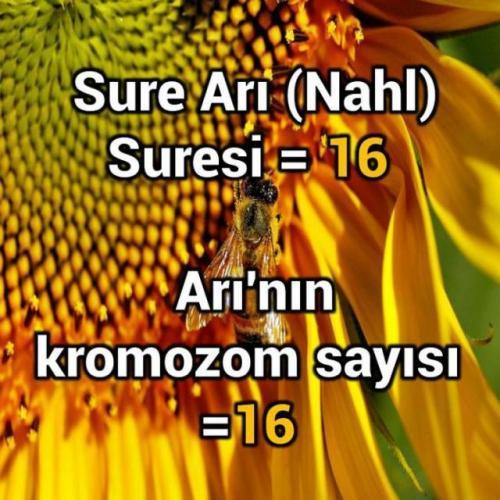 Arı'nın kromozon sayısı