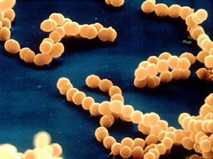 bakteri1