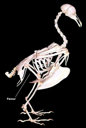 Кости утки. Скелет индейки строение. Скелет птицы курицы. Куриный скелет. Скелет голубя.