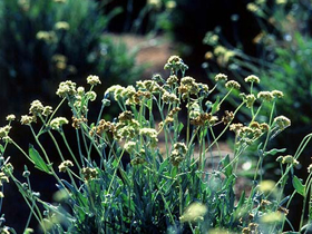 Bitkiden lastik yapıldığını biliyor muydunuz? Lastik ağacı: Guayule