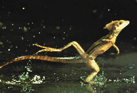 Lizard that Walks on Water: Basilisk