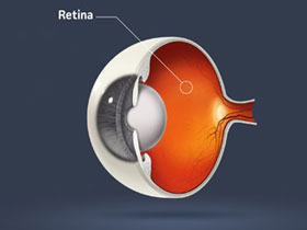 Şu Anda Bu Yazıyı Okumanızı Sağlayan Şeylerden Biri, Retina Hücrelerinizde Oluşan Oksijen Çözünmesidir.