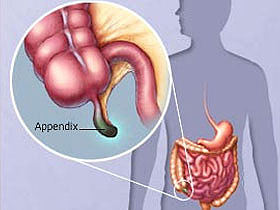 Körelmiş organ aldatmacası, bir kez daha bilim adamları tarafından yalanlandı