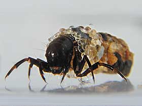 Caddisfly Larvaları