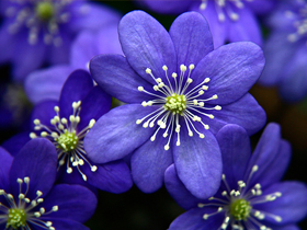 The bounty of Allah's title of 'Hadi', 'The Guide' is upon Hazrat Mahdi (as)