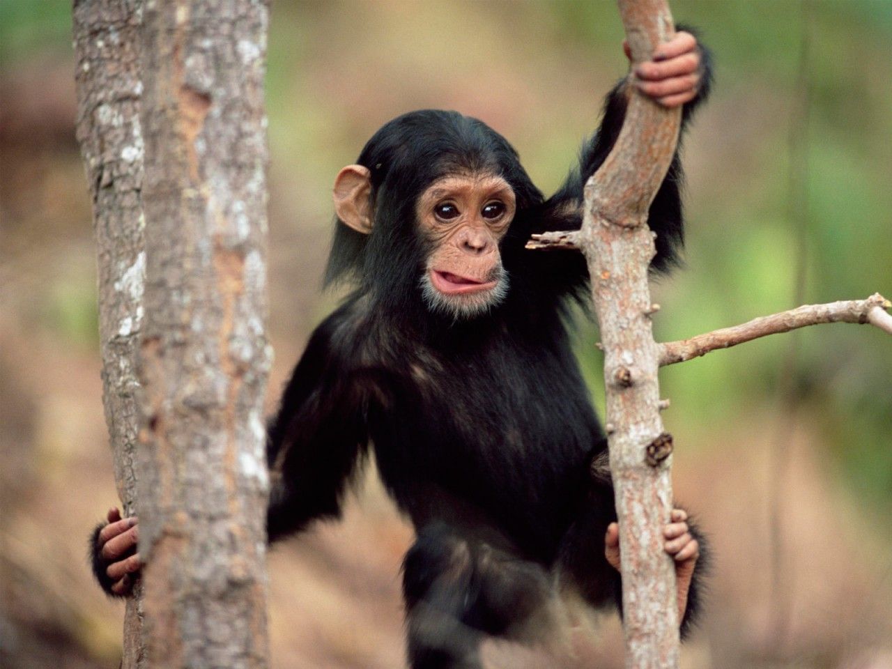 Het bedrog van 99 % vergelijkbare chimpansee en menselijke genomen