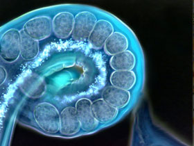 The invalidity of the claim that bacterial resistance to antibiotics is evidence of evolution