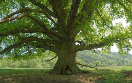 DER KÜNSTLICH NICHT HERSTELLBARER BAUM UND DIE WUNDER DES FEUERS