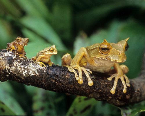 The devotion of the poison arrow frog