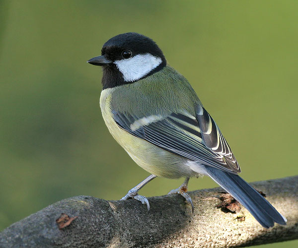 How the bird created from clay by the Prophet Jesus (pbuh) came to life