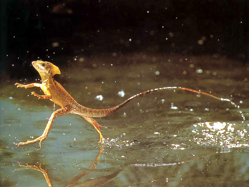 Lizard that Walks on Water:  Basilisk