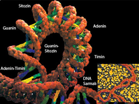 mtDNA Analizleri Neden Güvenilmezdir?