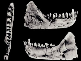 Aegyptopithecus ve Eosimias Hakkında Zorlama Yorumlar