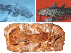 Son Coelacanth Fosili ve Evrimci Yanılgılar